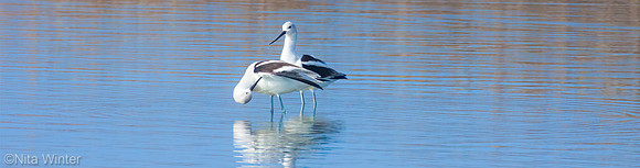 avocet pair cleaning_MG_5725_19x72"