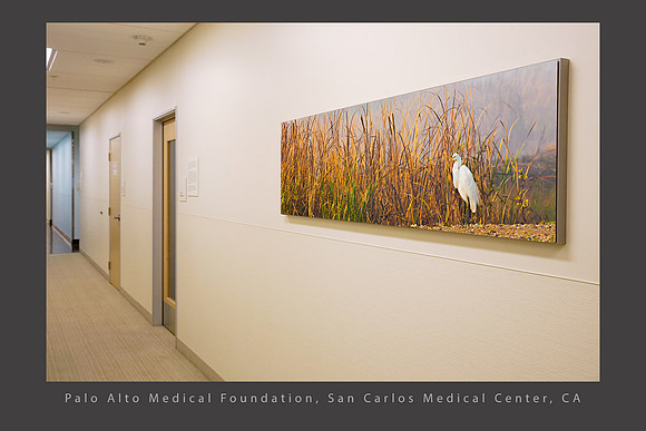 Egret and Cattails PAMF San Carlos CA healthcare