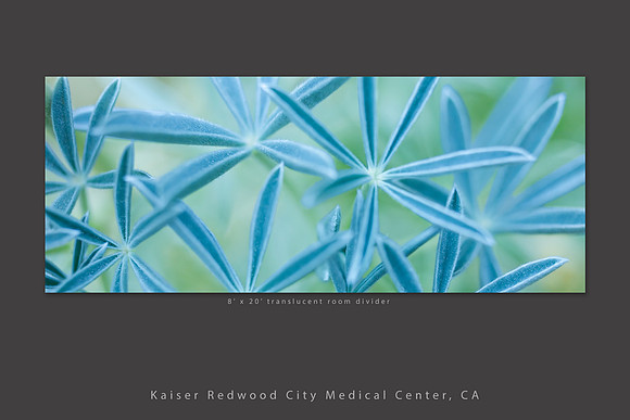 lupine leaves room divider_kaiser redwood city healthcare slideshow