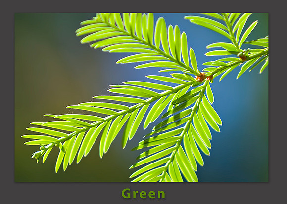 green_color pallette
