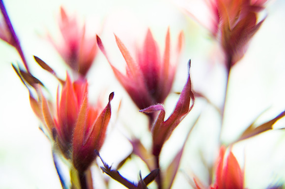 Giant Red Paintbrush_Castilleja miniata_Wildflower blossoms_Inyo National Forest_Sierra Nevada Mountains_California_MK3A6241