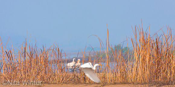 Egret with two pelicans_Merced_NWR_CA_MG_5720_08_29_16_30 x 60"