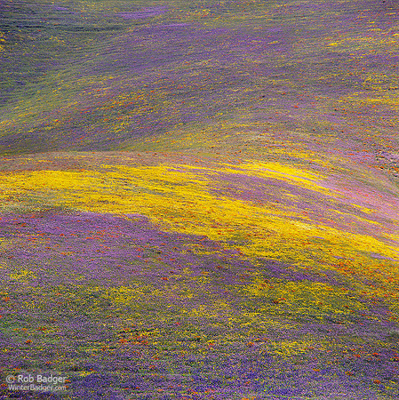 Wildflowers Rolling Hills Detail with Yellow Stripe #1Peace Valley Area CA 042003_x1033