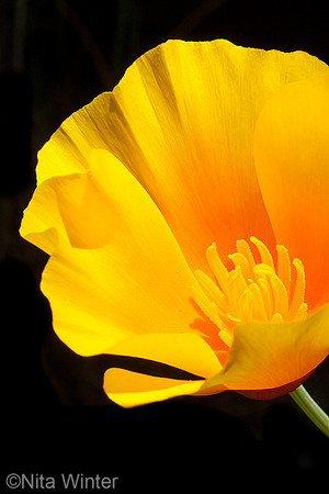 California Poppy, near Big Rock, Marin County, California_MG_7453_vertical_x1033
