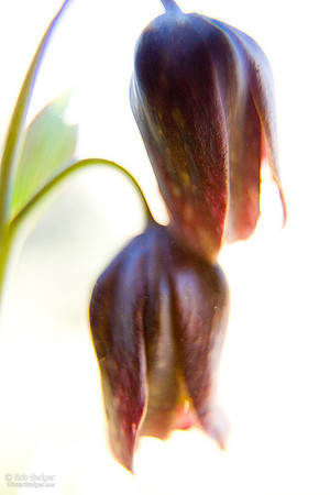 Mission Bells Lily_Fritillaria affinis_wildflower blossoms_Golden Gate National Recreation Area_California_MK3A3698_Rob Badger