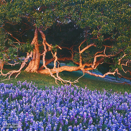 California Buckeye tree_and_Lupine wildflowers_after sunset_Monterey County_California_Rob Badger