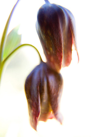 Mission Bells Lily_Fritillaria affinis_wildflower blossoms_Golden Gate National Recreation Area_California_MK3A3698_Rob Badger