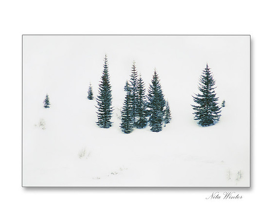 Fir Surrounds with Snow, San Juan Mountains, Colorado