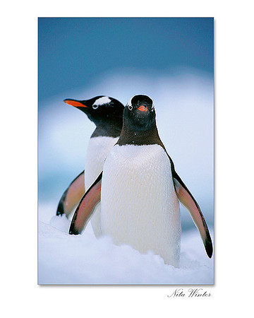 Gentoo Penguin Pair in the Snow, Cooverville Bay, Antarctica