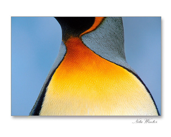 King Penguin Neck, St. Andrews Bay, South Georgia Island
