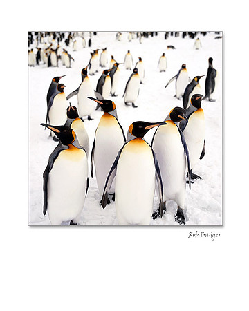 King Penguin Group, St. Andrews Bay, South Georgia Island