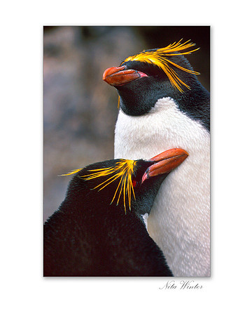 Close-up of two Macaroni Penguins, Mating Pair on Nest, South Georgia Island, Antarctica.