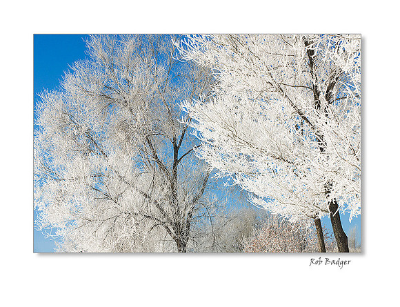 Fog Crystals on Two Trees, Animas River, Durrango, Colorado
