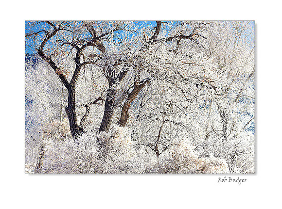 Fog Crystals on Three Cottonwood Trees, Animas River, Durrango, Colorado
