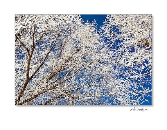 Fog Crystals on Tree Branches by the Animas River, Durrango, Colorado
