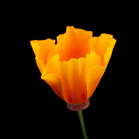 California poppy_ring_mt_mcosd_land_marin_county_ca_winterbadger