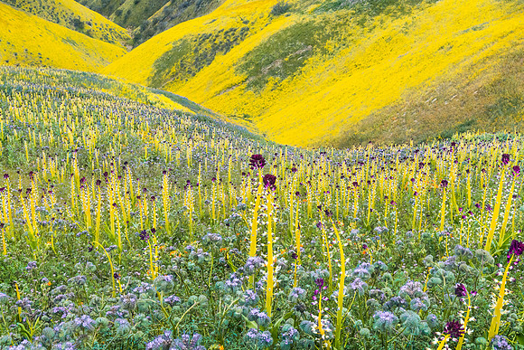 Desert Candles Carrizo Plain NM CA_DSC6334_winterbadger