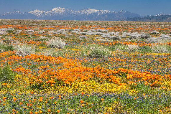 field_of_wildflowers_and_snow_on_mts_01__K3B7247_winterbadger