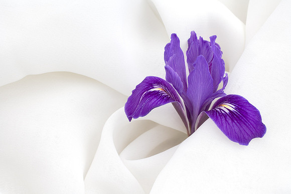 iris_blossom14_ring_mountain_mcosd_ca_winterbadger