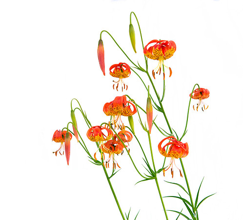 leopard California_tiger_lilies_01_mttamsp_ca_MK3B2891_winterbadger