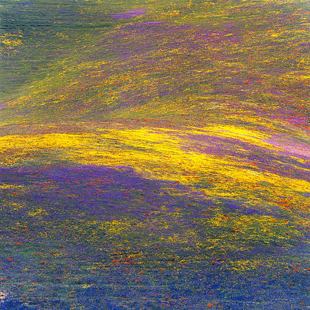 Monet_wildflower hillside_Gorman CA by Rob Badger_winterbadger