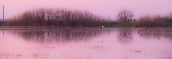 Lesser Sandhill Cranes at sunset in the wetlands of the Woodbridge Ecological Reserve, Sacramento Valley, California