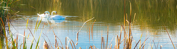 swan pair las galinas wetlands marin county ca_X1_9407