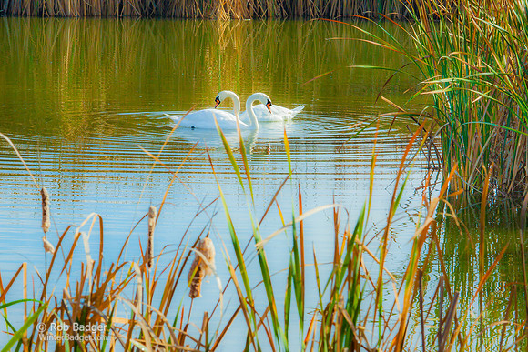 swan_pair_MG_5365_master_051815
