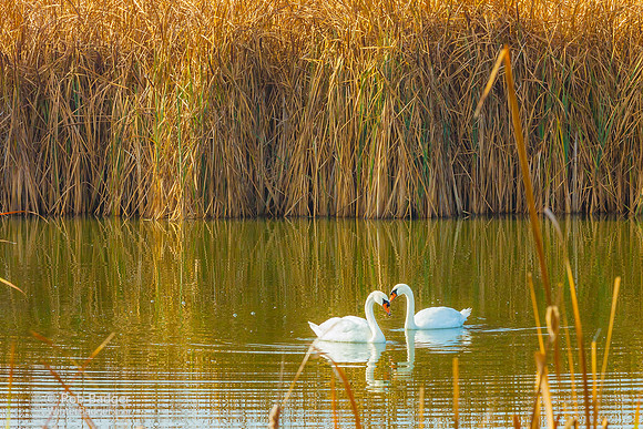 swans_wetlands_MG_5357_master_051815