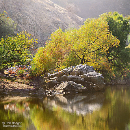Reflections of a Cottonwood tree_Populus fremontii_in fall foliage on the Kern River_Kern River Gorge_Sequoia National Forest_Sierra Nevada Mountains_California_Rob Badger