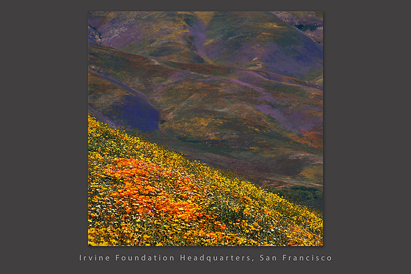 wildflowers_gorman_Corporate slideshow template