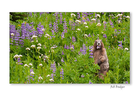 Marmot Eating Lupine, Mount Rainier National Park, Washington