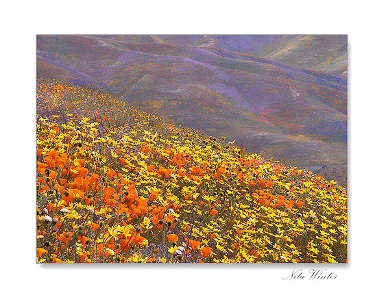 50 Year Bloom, Poppies, Coreopsis (Lupine and Phacelia in distance), Peace Valley, Hungry Valley Recreational Vehicle Area, Gorman, California