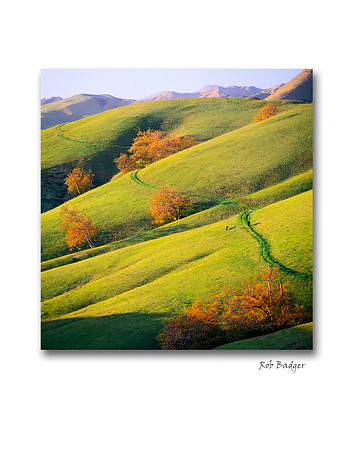 sycamore_grass_x1080