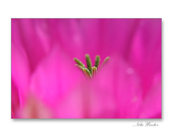 Hedgehog Cactus close up, BLM land off Route 66, Arizona