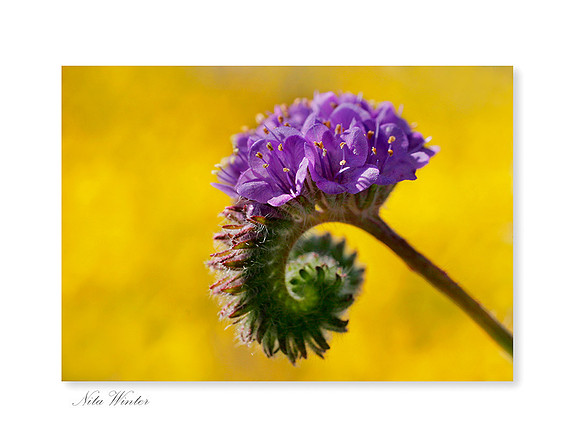 phacelia brittlebush Arizona
