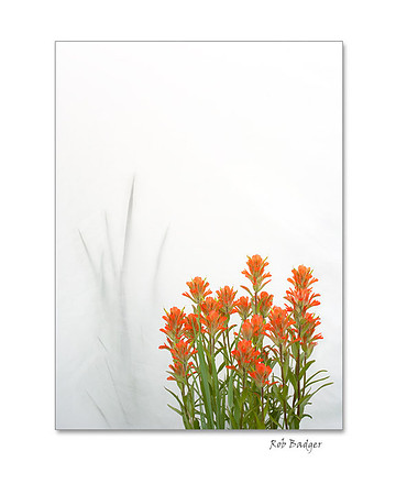 Paintbrush and Grass, Yankee Boy Basin, Colorado