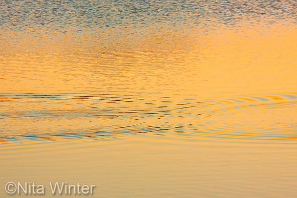Water ripples from terns fishing Shorebirds_water fowl_sunrise_Corte Madera Reserve Sanctuary for Migrating Birds_Corte Madera_Marin County_California_USA__MG_5256_Nita Winter