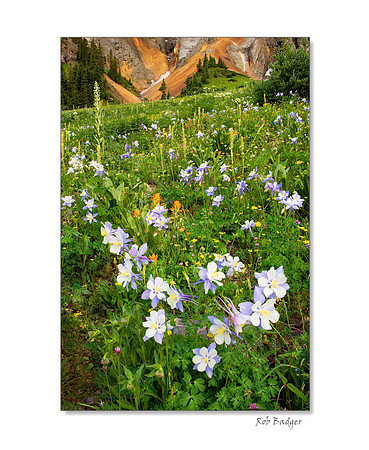 Field of Colorado Columbine, Yankee Boy Basin