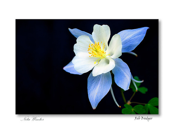 Columbine Blue CO_upward_notecard