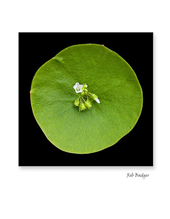 miners lettuce_notecard
