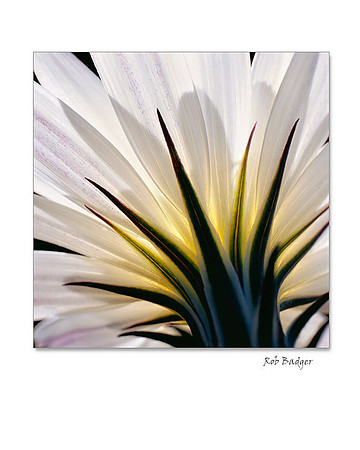 Desert Chicory, Anza Borrego Desert State Park, California