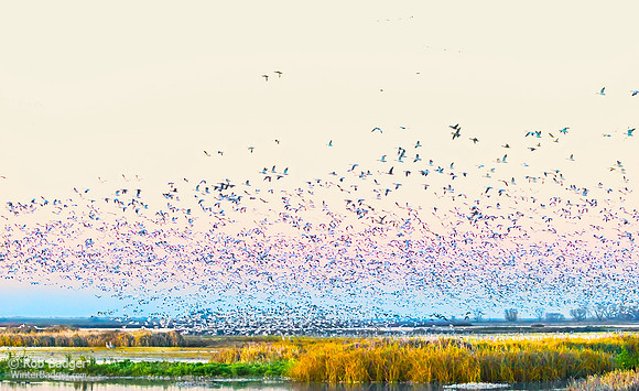 COPY ross geese taking flight cattails in foreground MercedNWR_DSC1800_19 x 62"