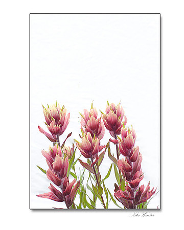 Bi-colored Paintbrush, Yankee Boy Basin, Colorado