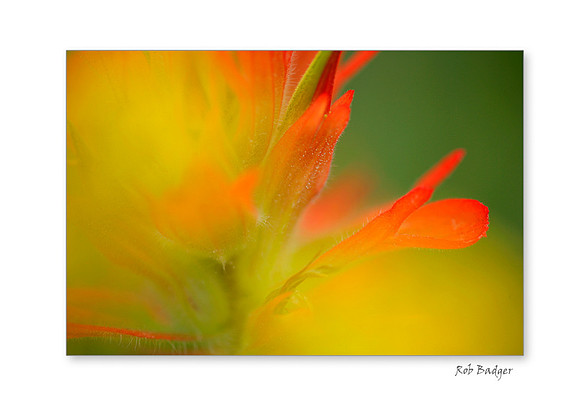 Scarlet Paintbrush Abstract , Yankee Boy Basin, Uncompahgre National Forest, San Juan Mountains, Colorado