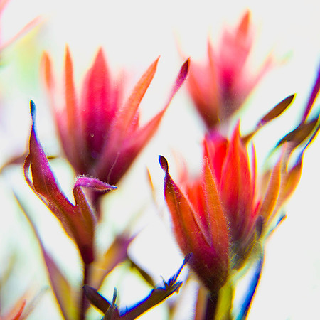 Great Red Paintbrush_Castilleja miniata_wildflower blossoms_Inyo National Forest_Sierra Nevada Mountains_California_MK3A6241_ Rob Badger