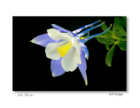 Columbine Blue CO_downward_notecard