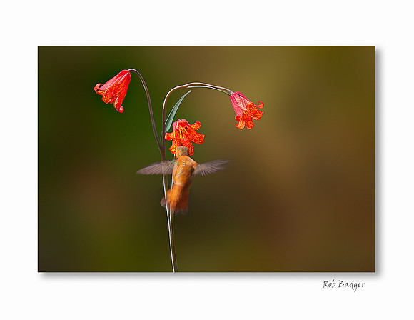 hummingbird scarlet frittalary_natural background_notecard
