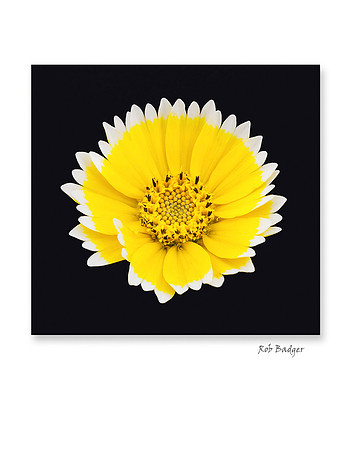 tidy tips_notecard