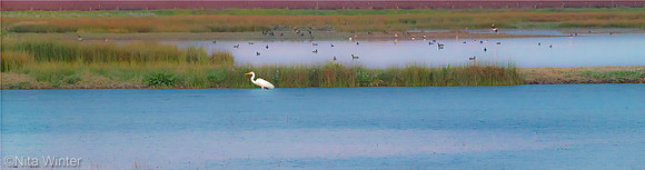 egret woodbridge ca_X1_0371_083115_pano_x1550